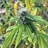 A close-up of a healthy cannabis plant with vibrant green leaves and a dense central bud covered in trichomes. The background shows more cannabis plants with similar foliage.