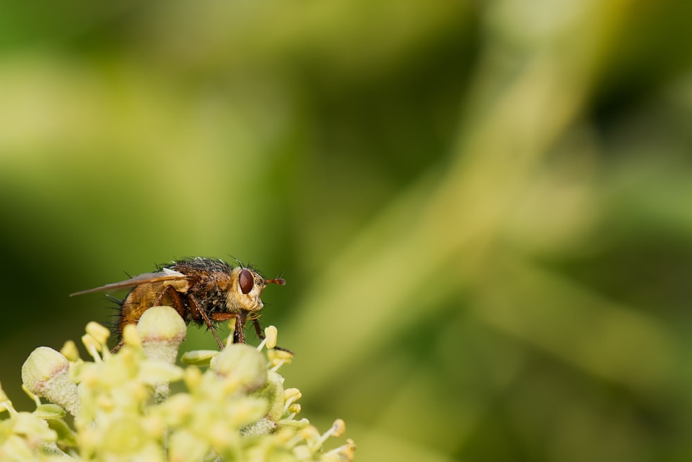 abeille brune