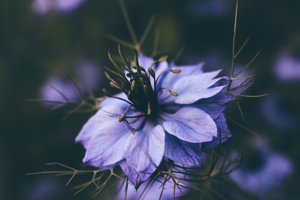 closeup photography of purple flower