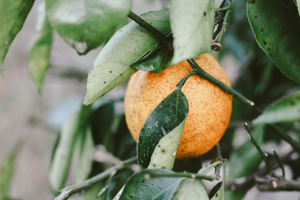 runde orangefarbene Frucht mit Blättern