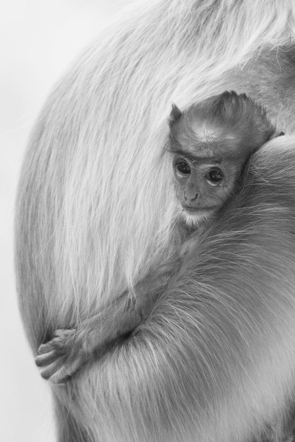 gray scale photo of monkey