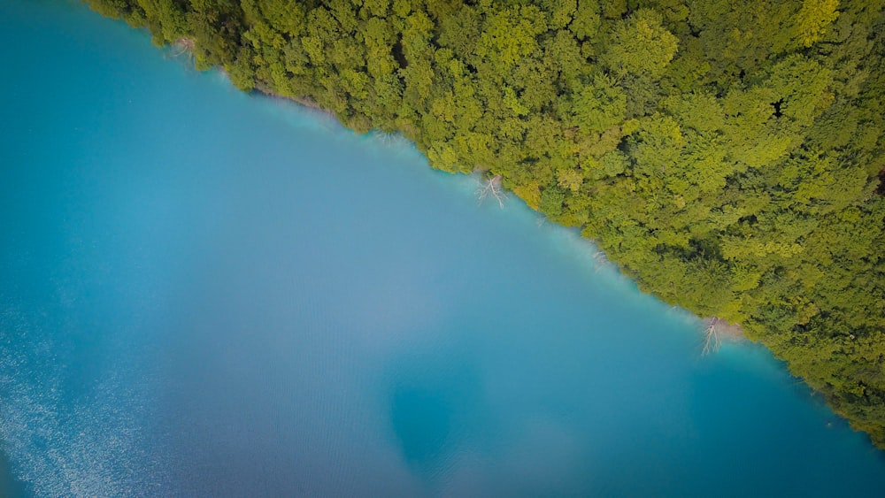 fotografia aérea de árvores verdes perto do corpo de água