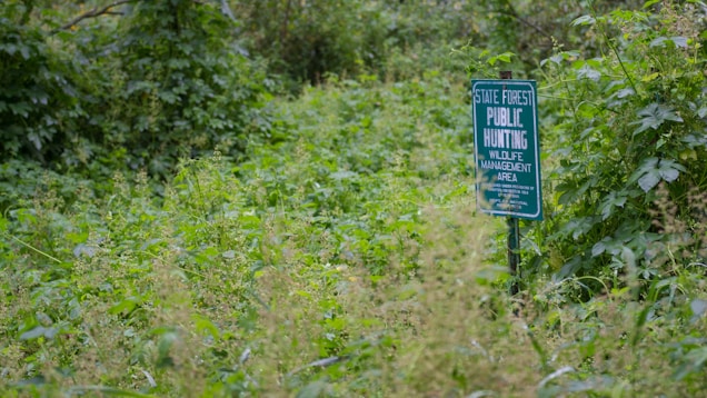 A green sign indicating a state forest with public hunting and wildlife management area is set amidst dense vegetation. The area surrounding the sign is filled with lush green plants and wild foliage, suggesting a natural and unmanaged environment.