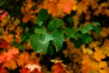 green leaf plant in tilt shift lens