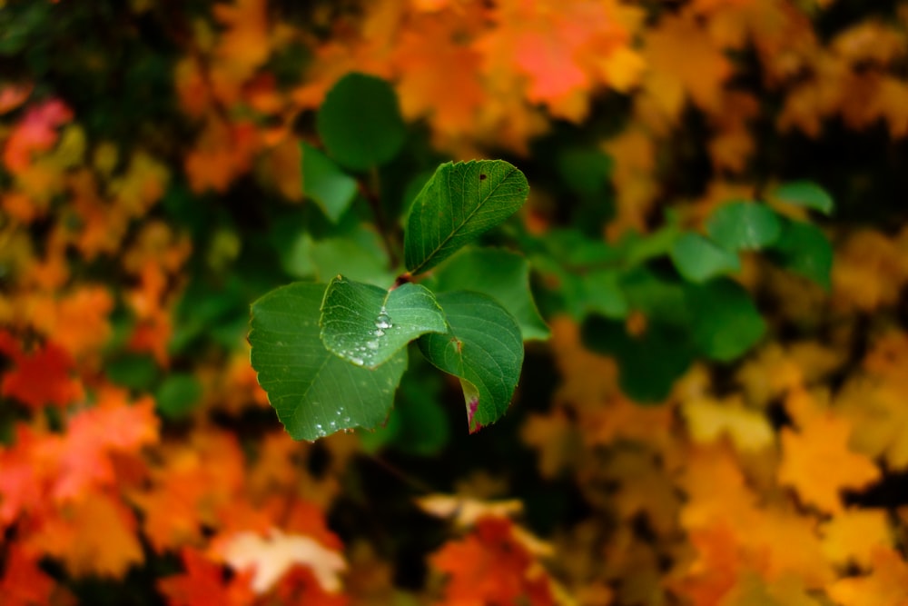 green leaf plant in tilt shift lens