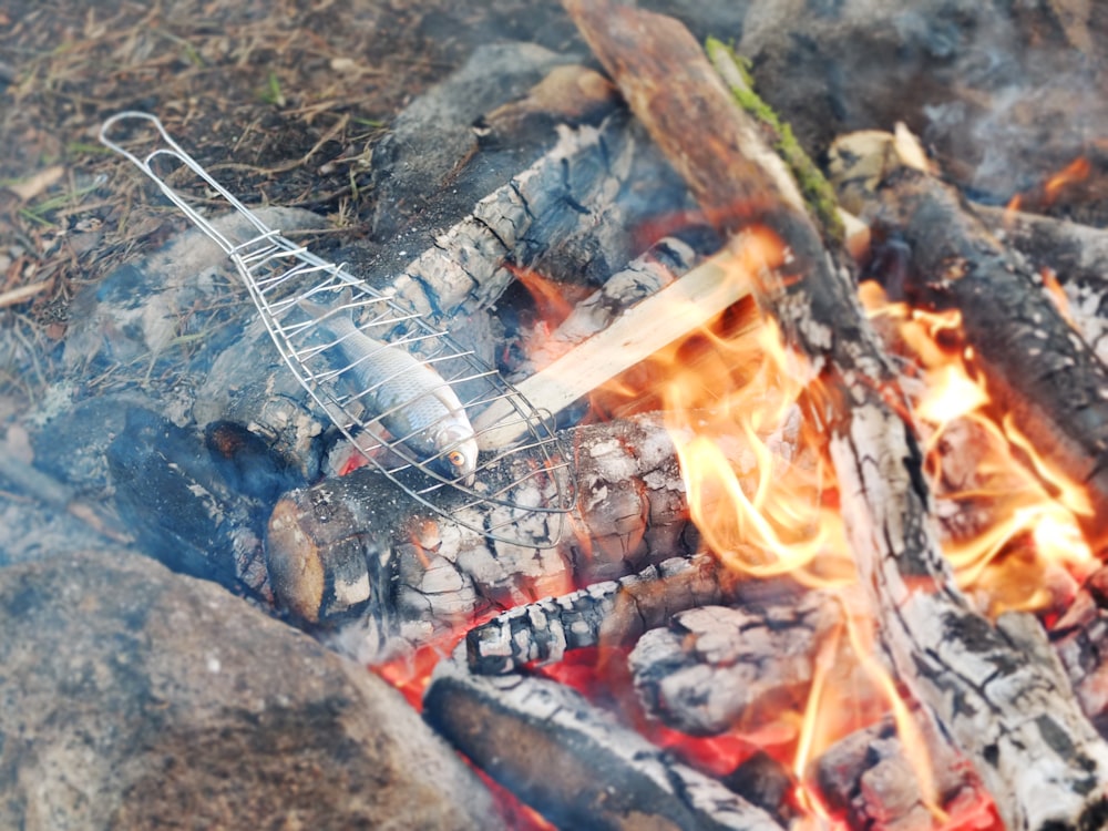 gray fish on burning woods at daytime