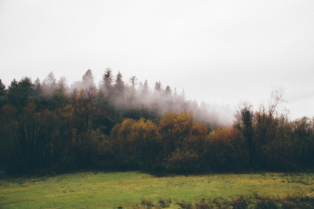 Bäume mit Nebel bedeckt