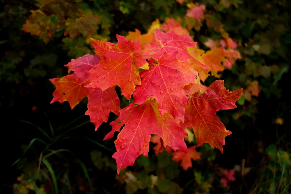 red maple leaves