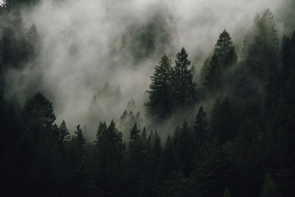 green leafed pine trees