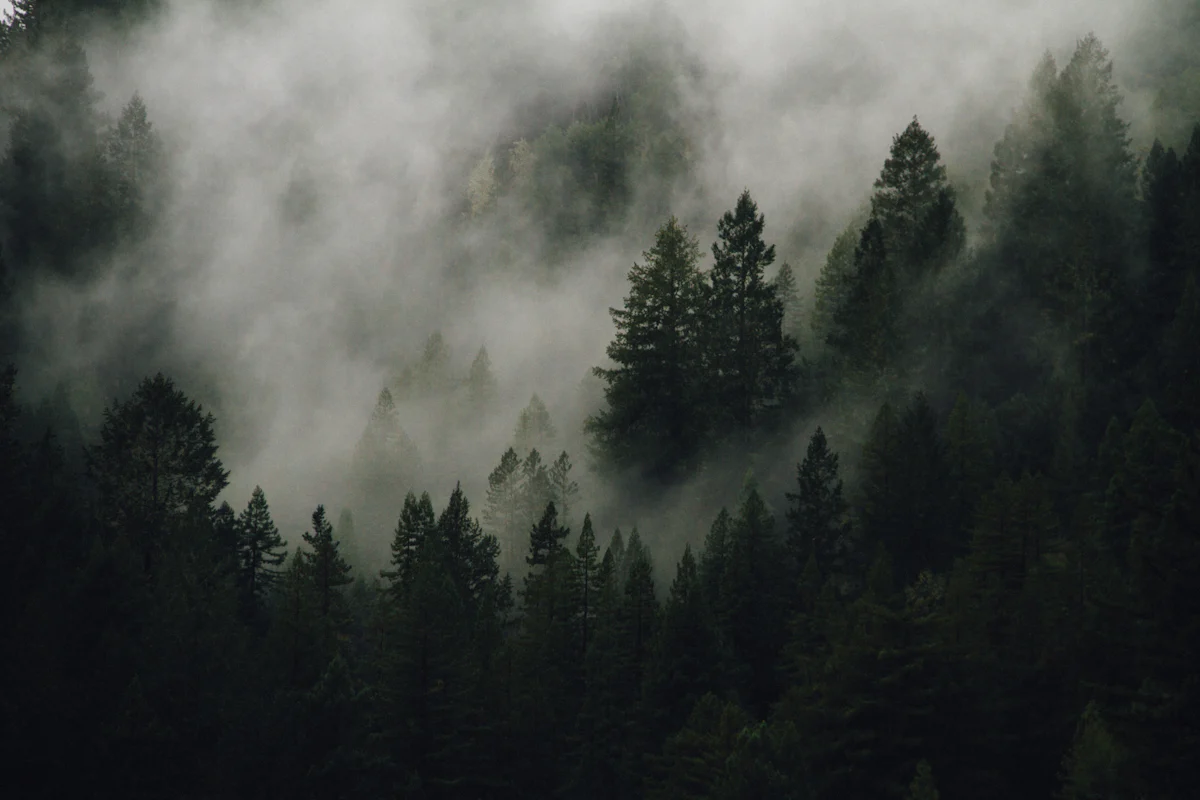 Calm illustrative image for the term Brain fog