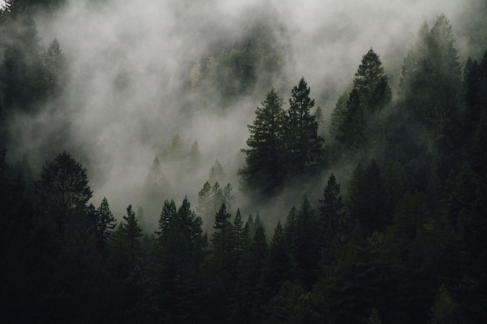 500+ Foggy Forest Pictures [Stunning!] | Download Free Images on Unsplash