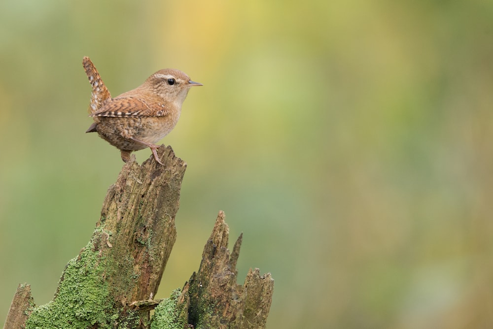 pequeño pájaro marrón en la rama