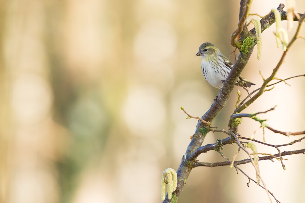 bird perched on branch