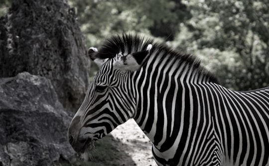 white and black zebra near green leaf trees in ZooParc Beauval France