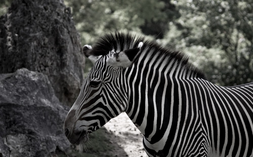 white and black zebra near green leaf trees