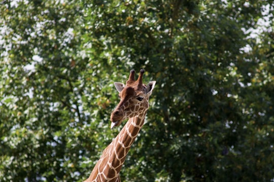 brown and white giraffe behind green leafed tree in ZooParc Beauval France