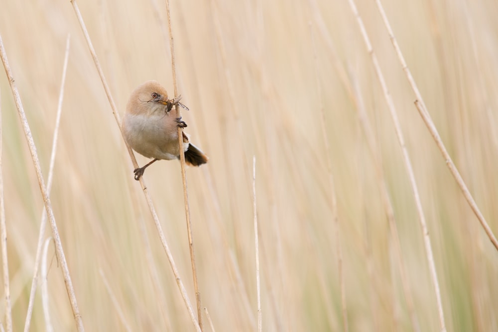 shallow focus photography of brown bird on plant