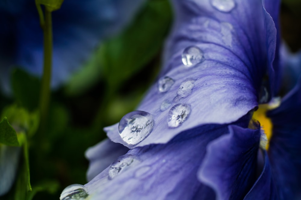 water droplets on purple flower