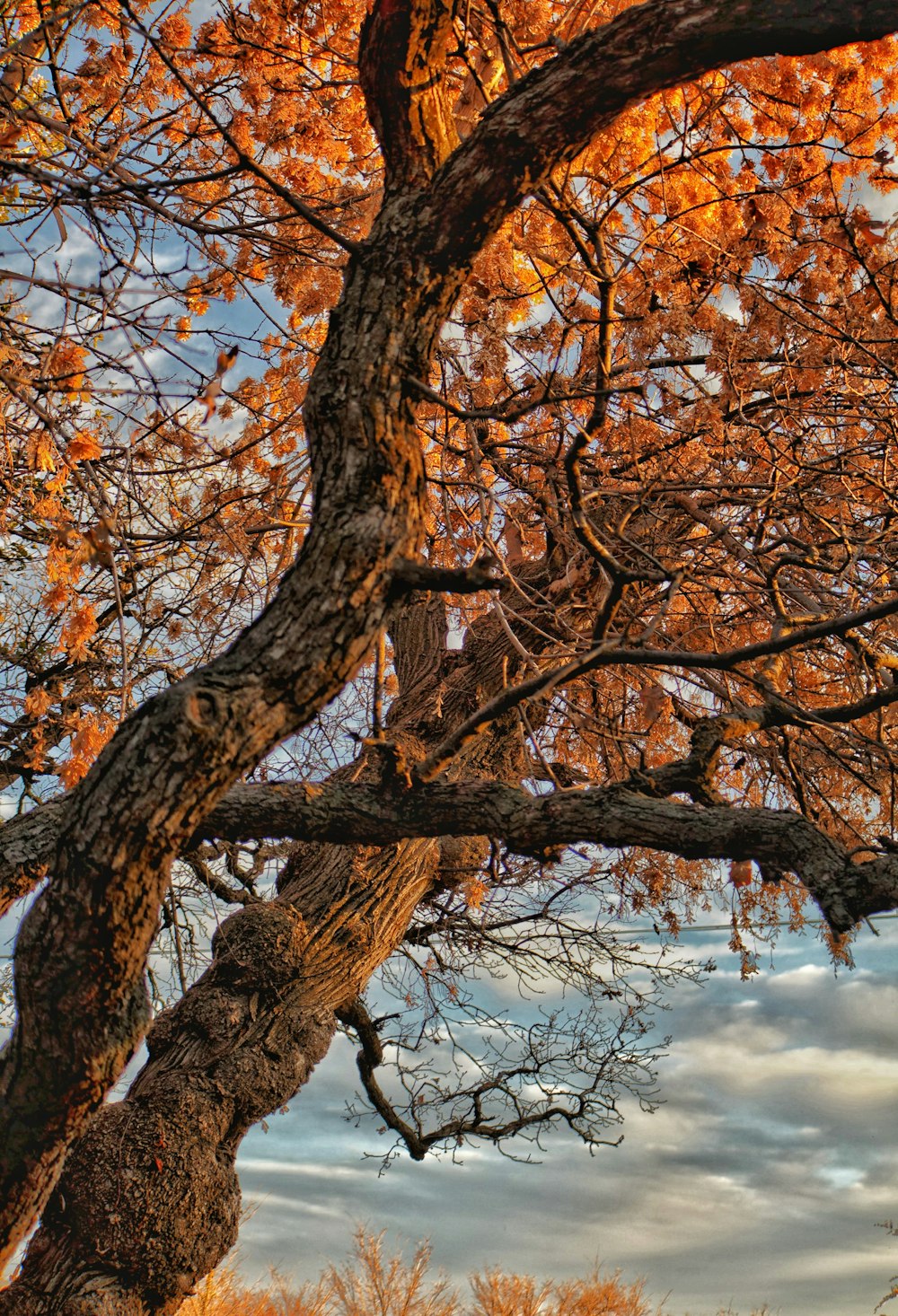 brown tree during cloudy day