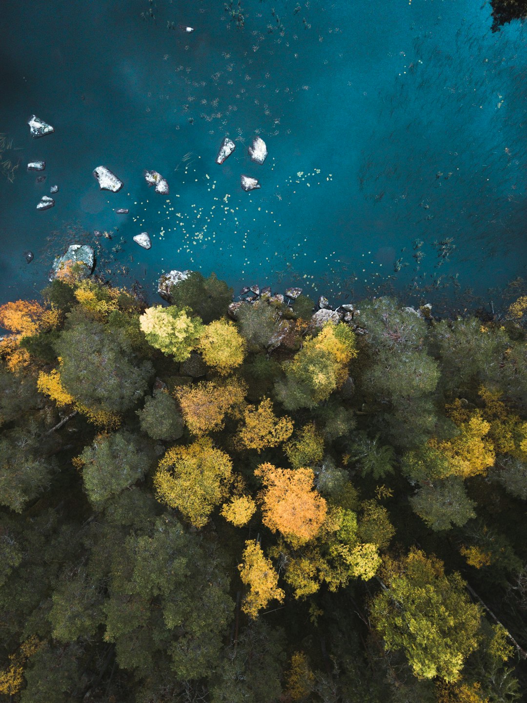 aerial photography of body of water near trees