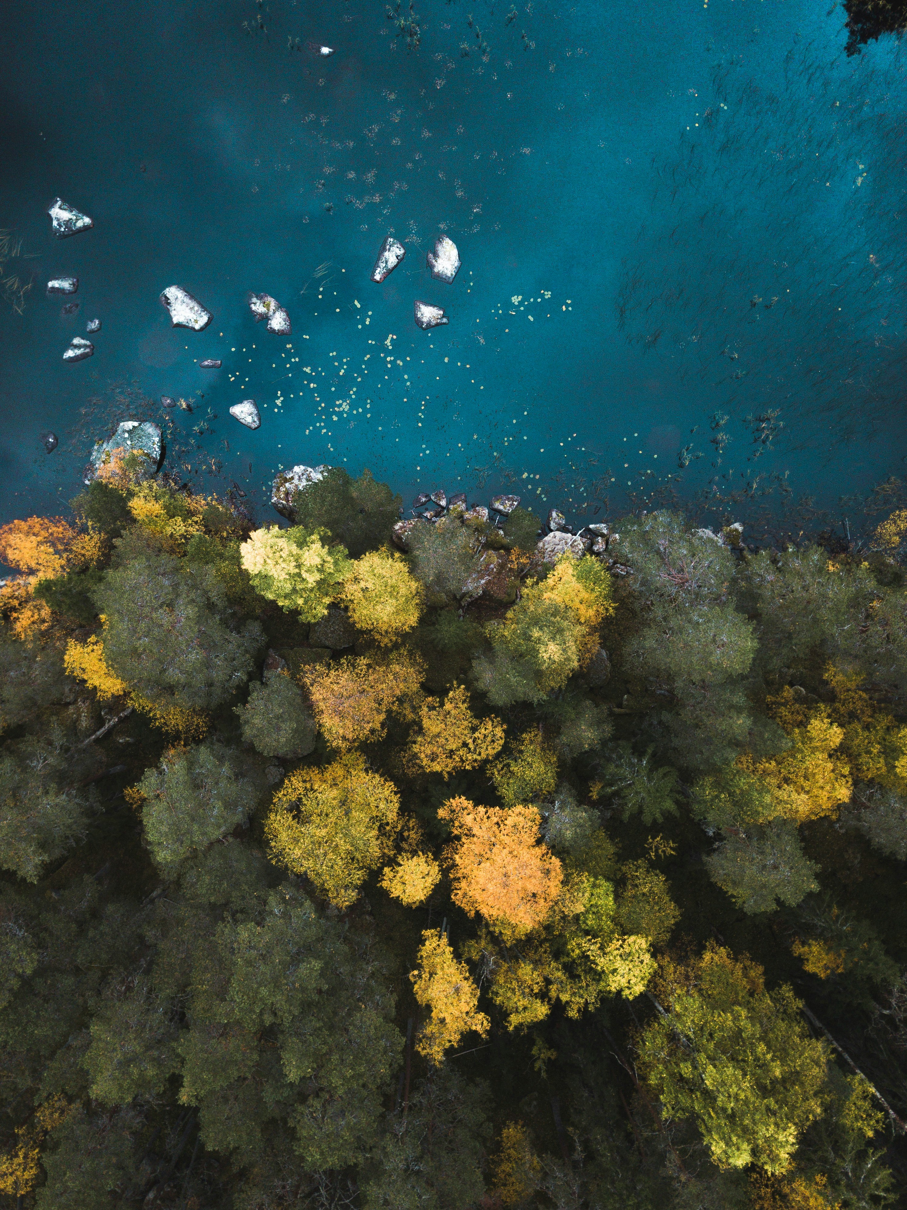 aerial photography of body of water near trees