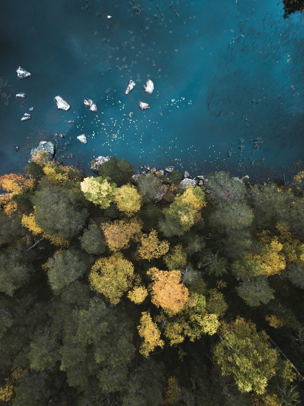 fotografia aérea do corpo de água perto de árvores