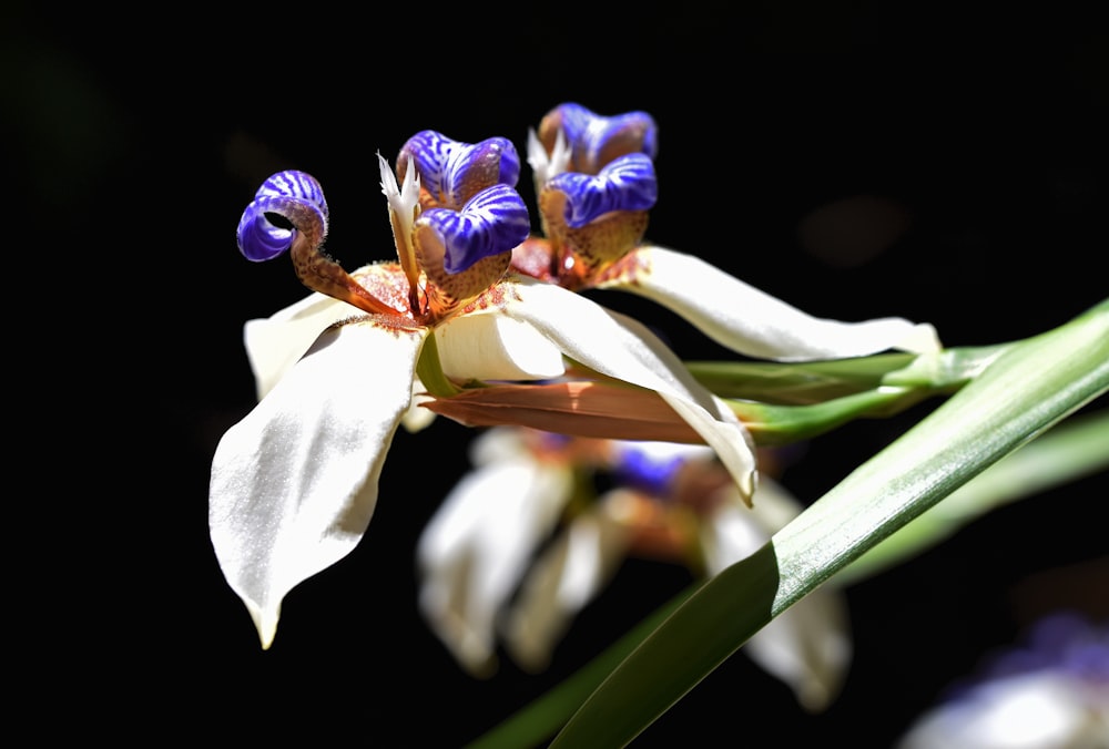 blue and white flower