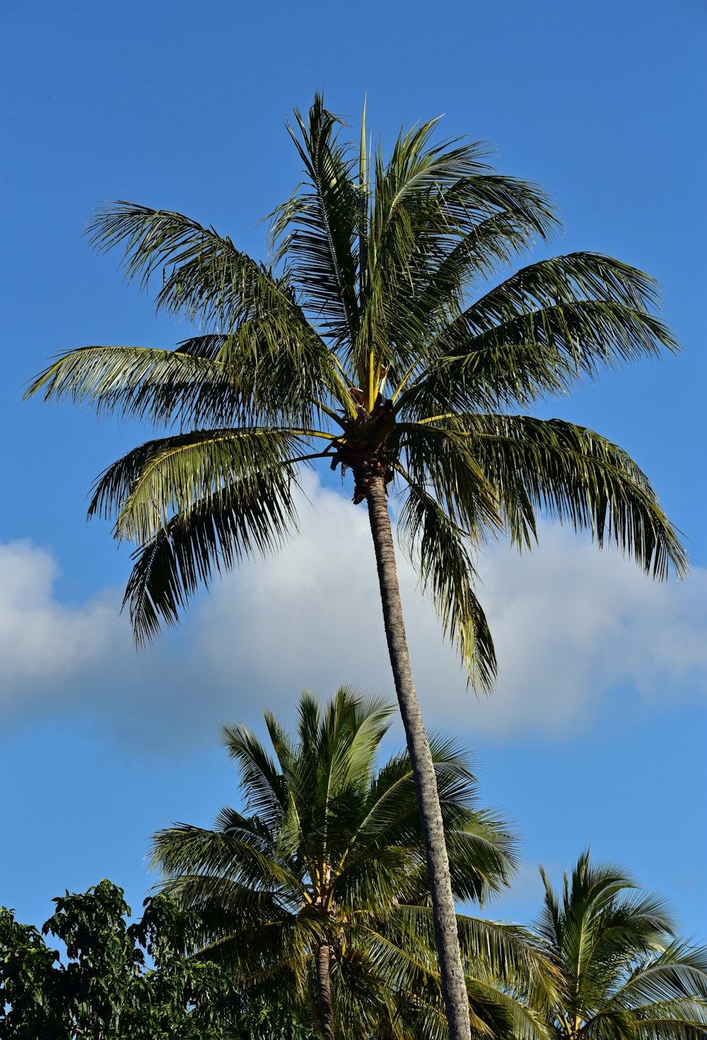 coconut trees during day