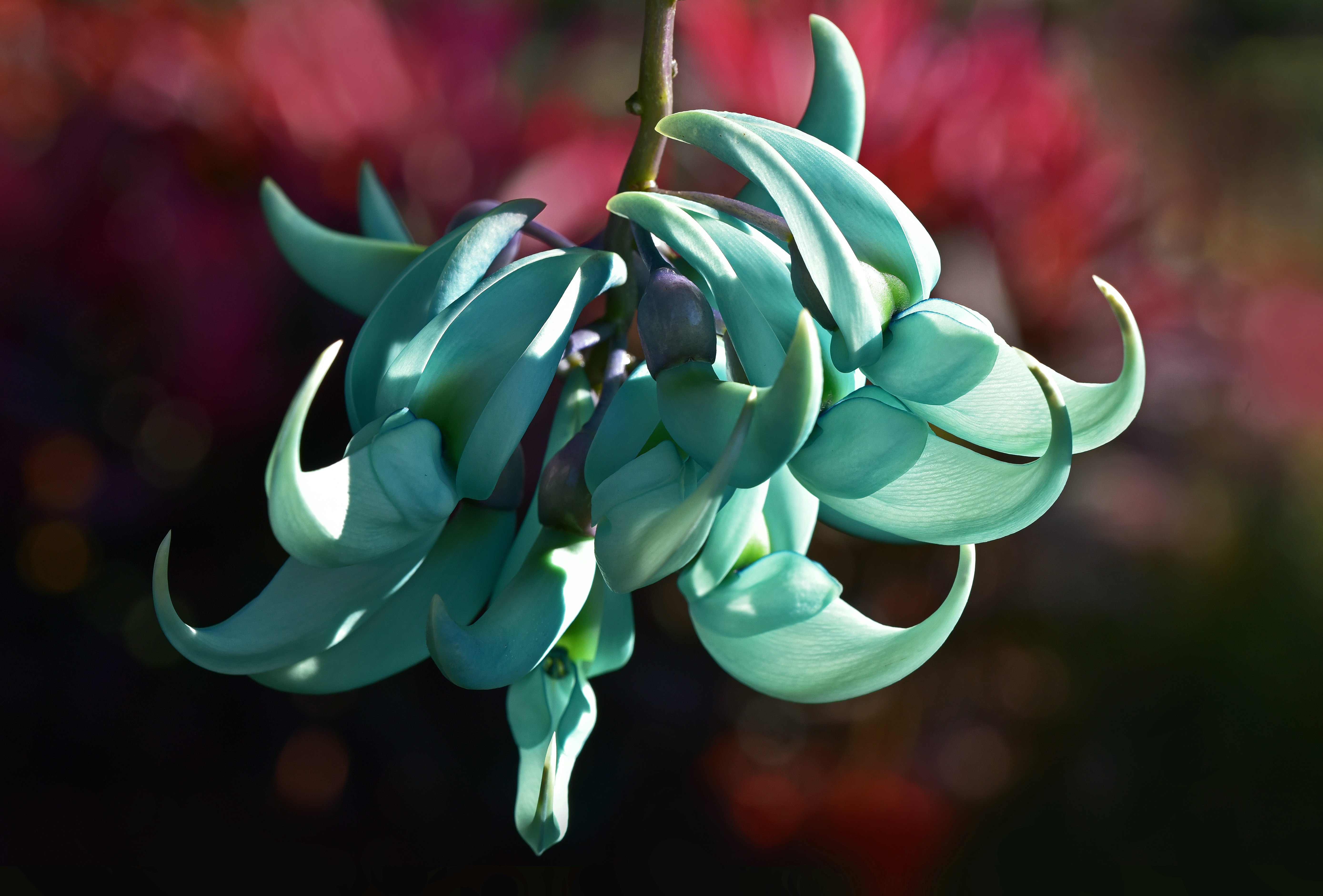 green succulent plant in selective-focus photography