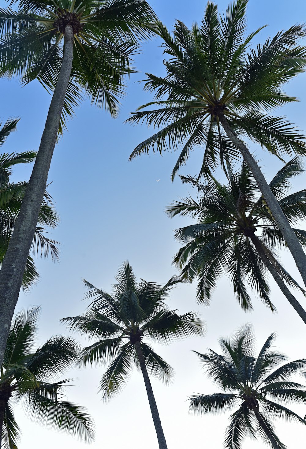 worm's eye view photography of coconut trees