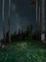 Nature’s embrace: towering trees and manicured gardens under a soft twilight sky.