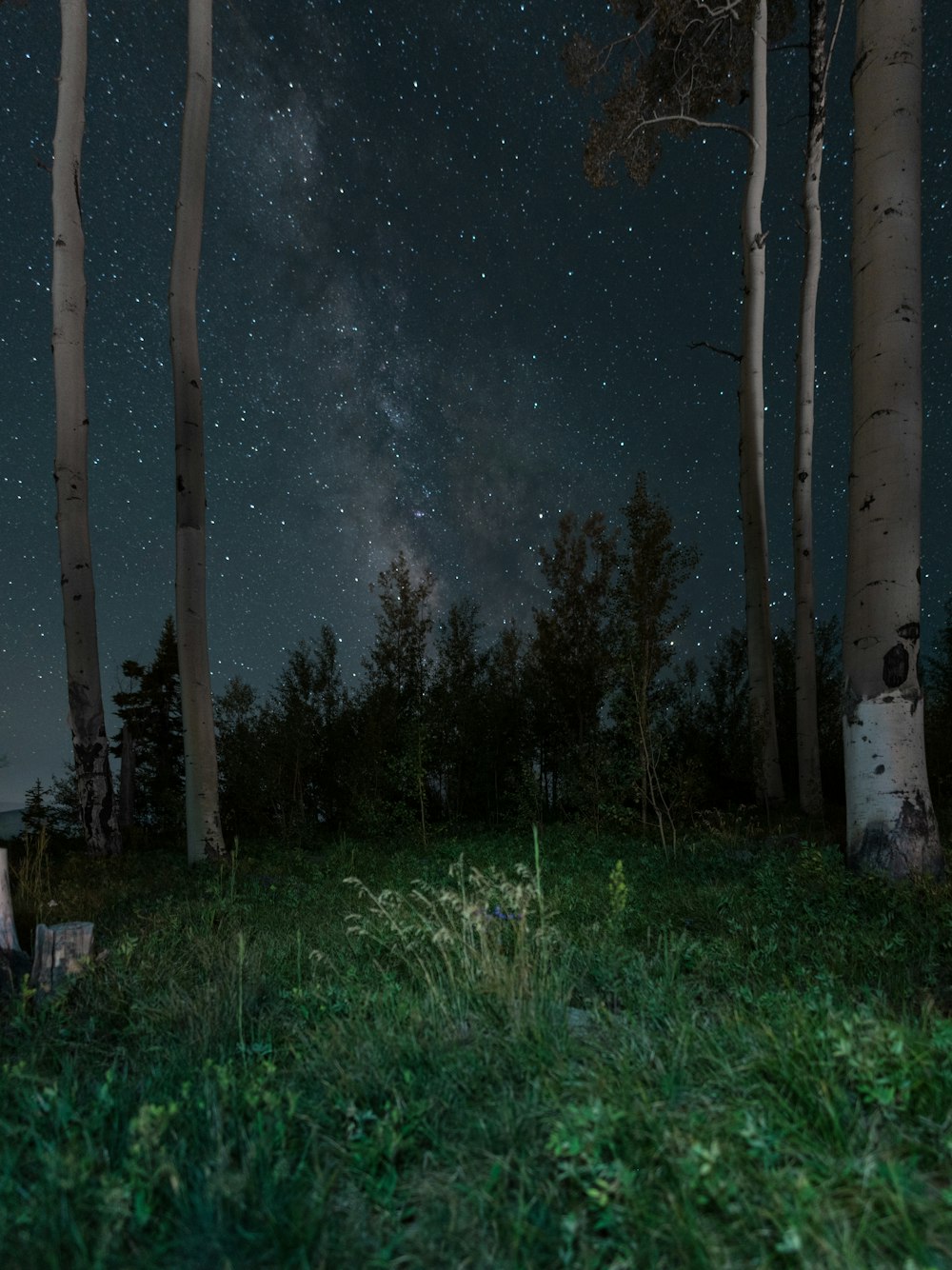 green grasses in between trees under gray sky filled with stars during night time