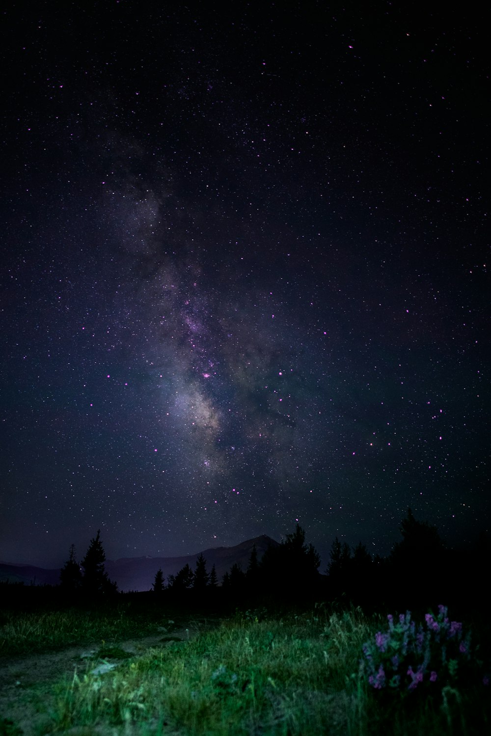 Bosque bajo cielos estrellados