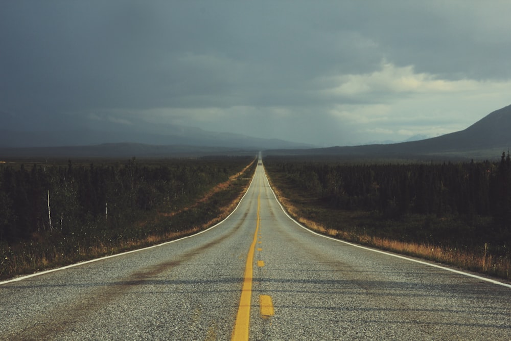 asphalt road surrounded by trees