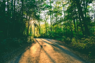A peaceful forest path with sunlight filtering through trees.
