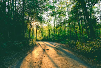 pathway between green trees