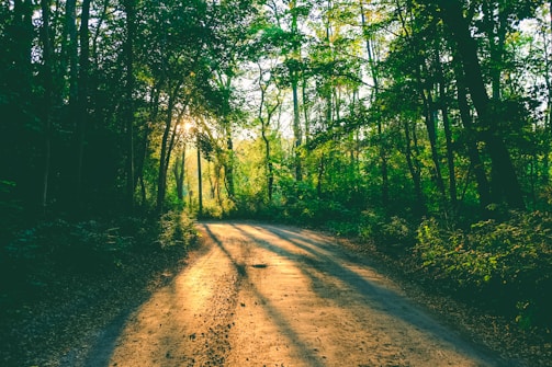 A peaceful forest path with sunlight filtering through trees.