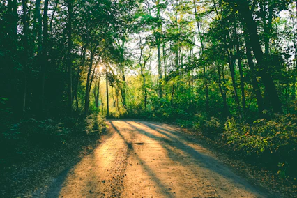 Peaceful scene of a quiet path through a green forest with soft sunlight filtering in.