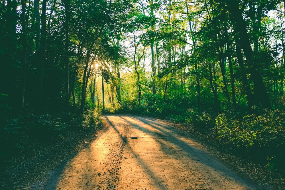 pathway between green trees