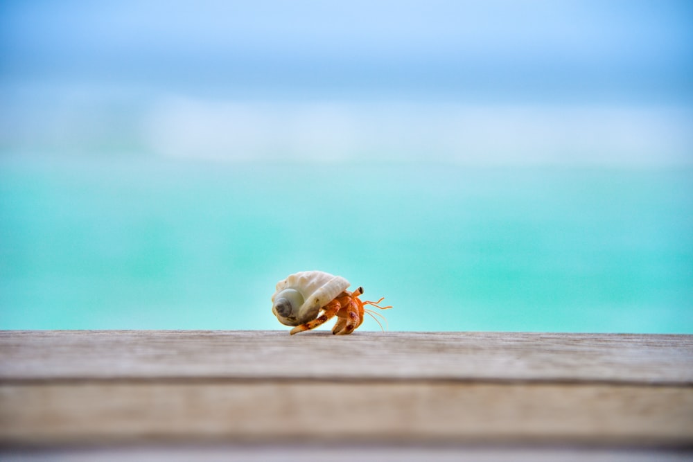 Fotografia de foco raso do caranguejo eremita em cima da madeira