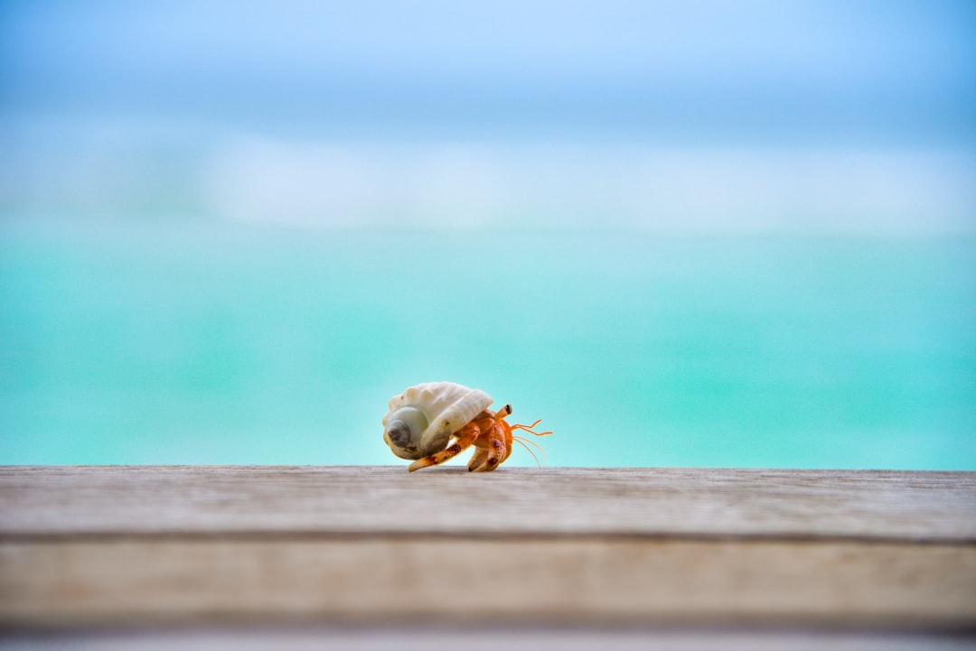  shallow focus photography of hermit crab on top of wood crab