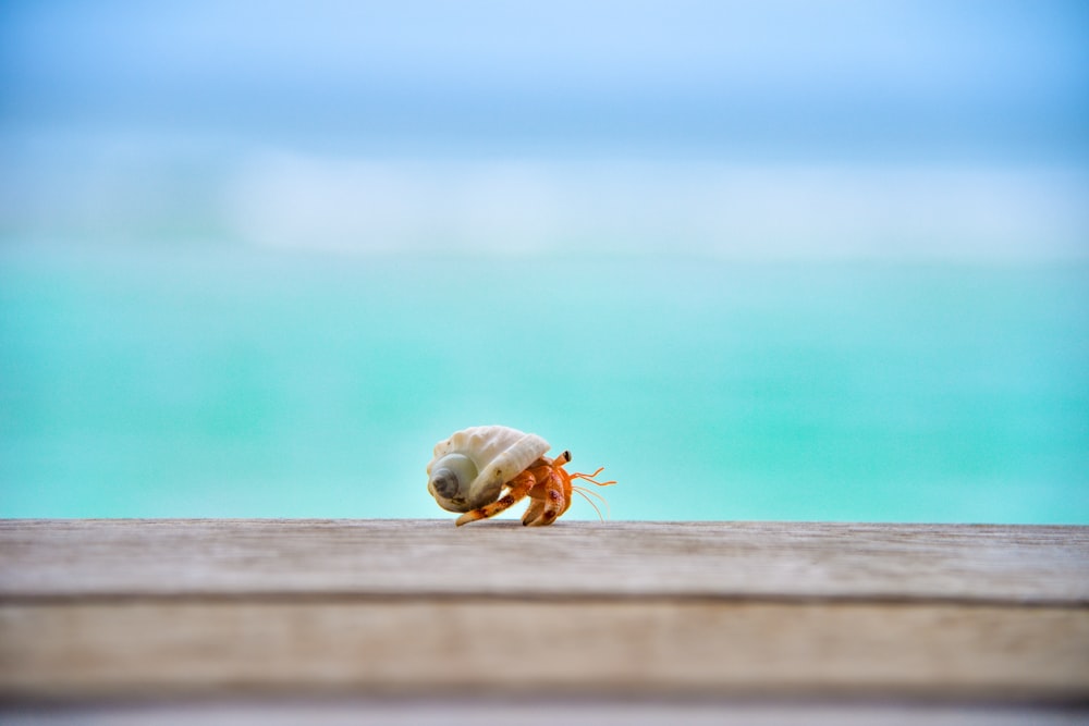 木の上のヤドカリの浅い焦点写真