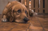 A softly lit wooden urn display holding a photo and collar of a golden retriever.