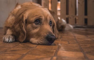 A golden retriever lies on a wooden floor, looking up with a sad expression. The lighting is warm, casting soft shadows around the dog. The background is slightly blurred, consisting of wooden panels.