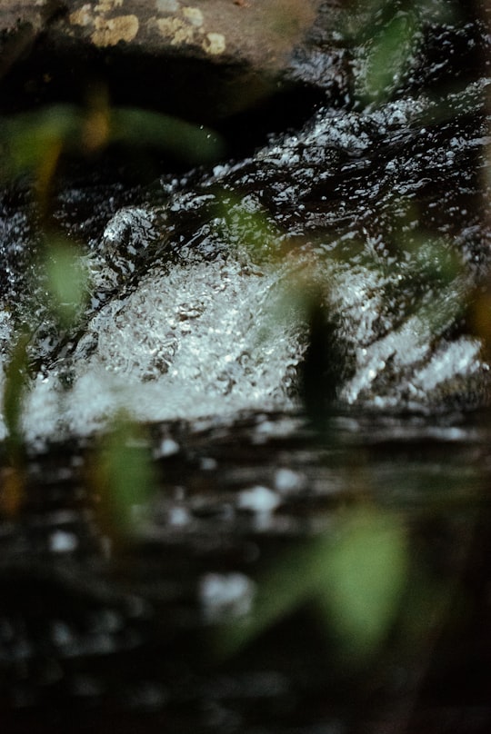 photo of Lorne Forest near Bells Beach