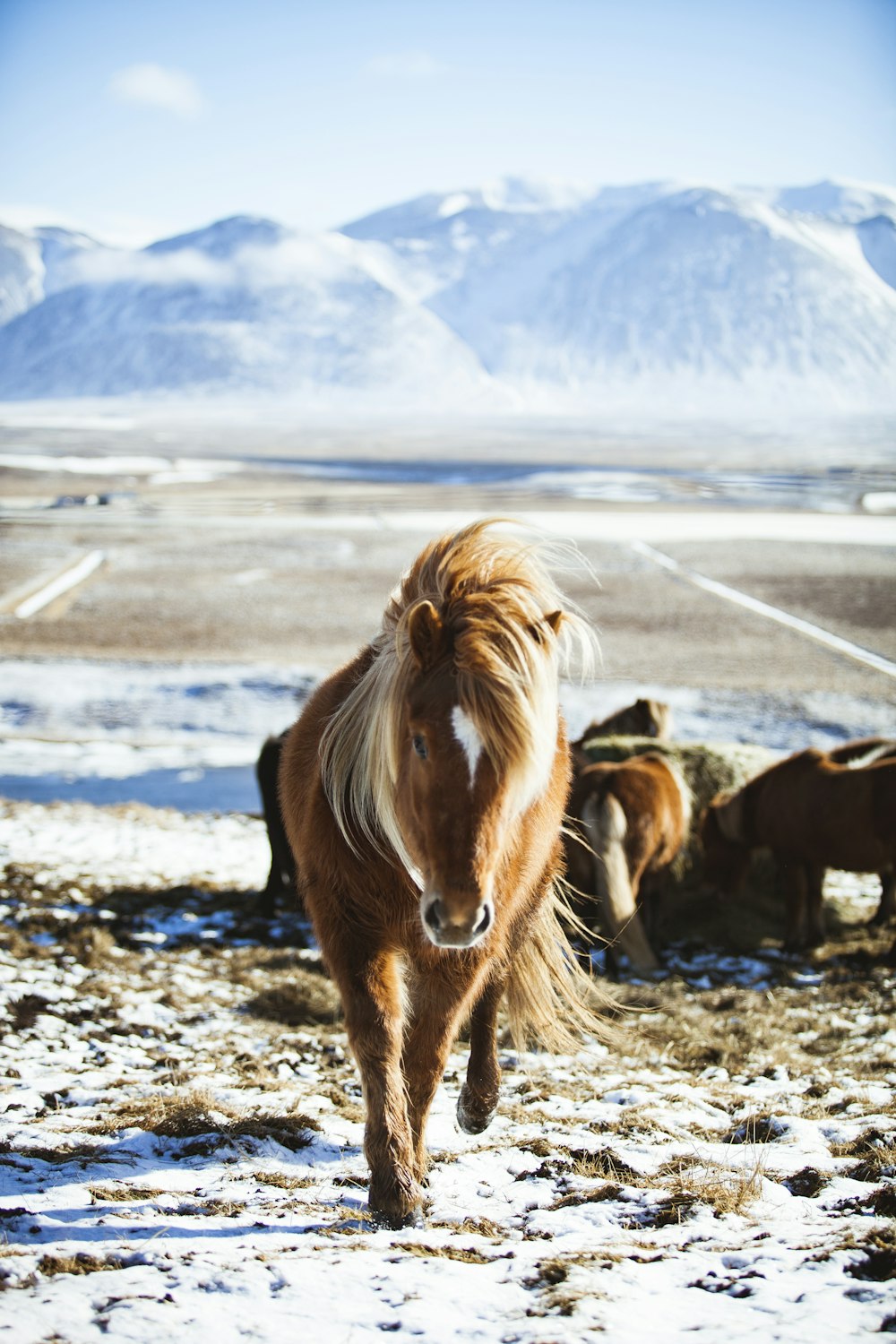 Fotografia em close-up de cavalo marrom caminhando em frente à montanha coberta de gelo