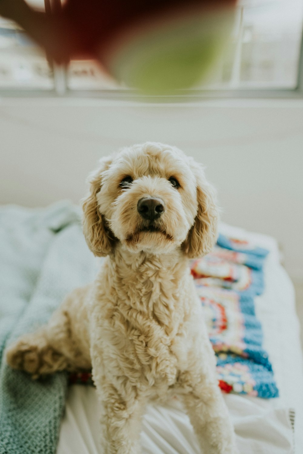 photo of medium-coated white dog