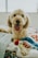 shallow focus photography of puppy lying on bed