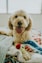 shallow focus photography of puppy lying on bed