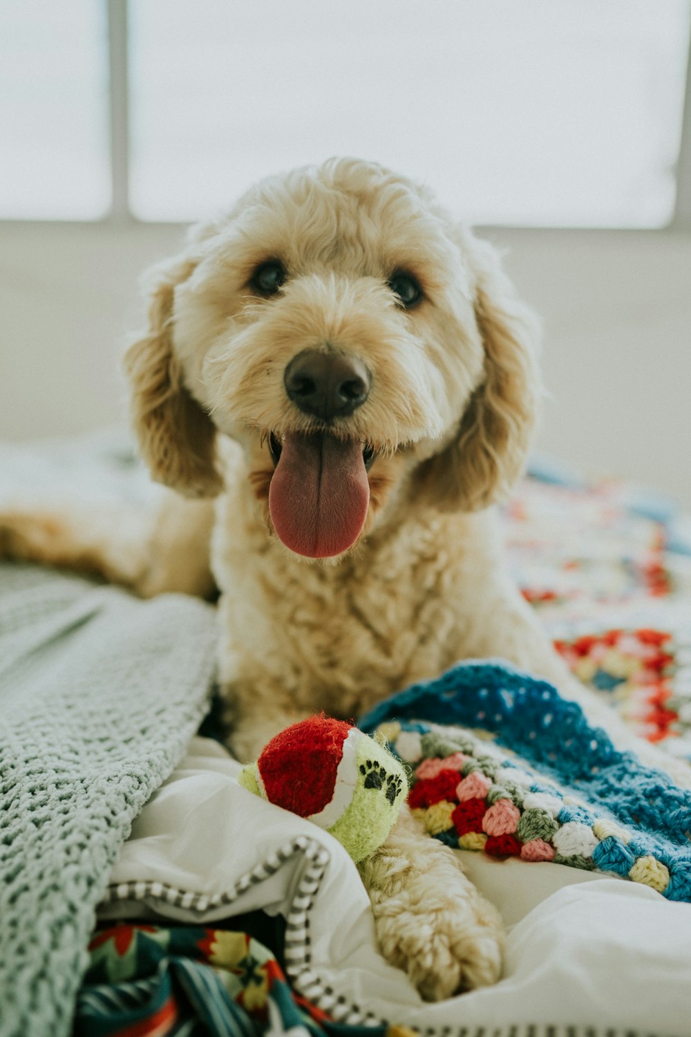 ベッドに横たわる子犬の浅い焦点写真